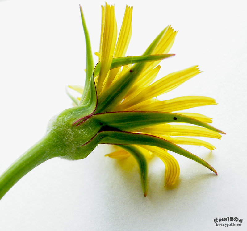 (Tragopogon pratensis)