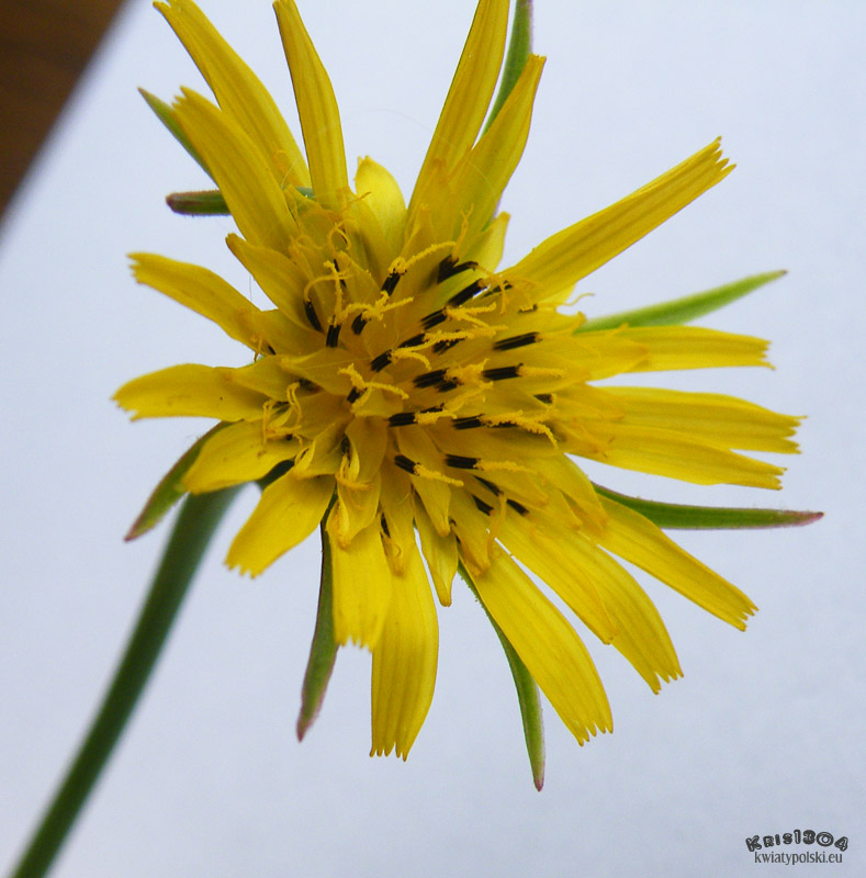 (Tragopogon pratensis)