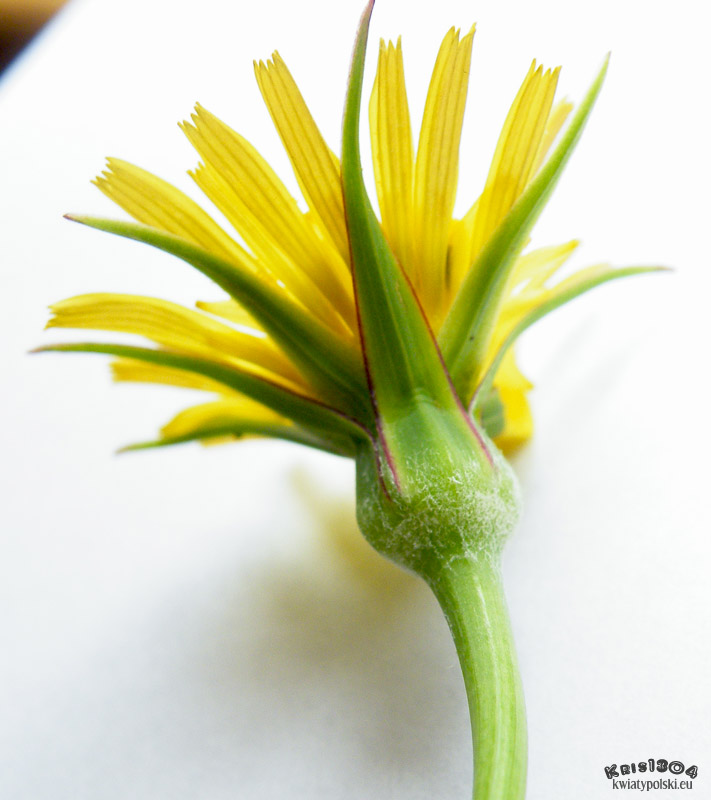 (Tragopogon pratensis)