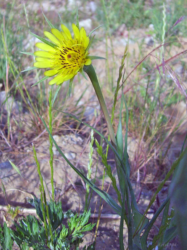 (Tragopogon dubius)