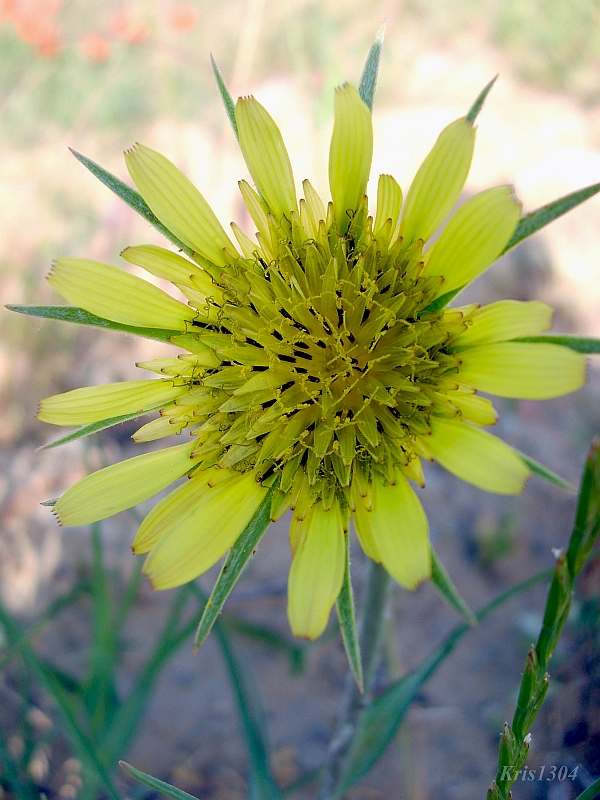 (Tragopogon dubius)