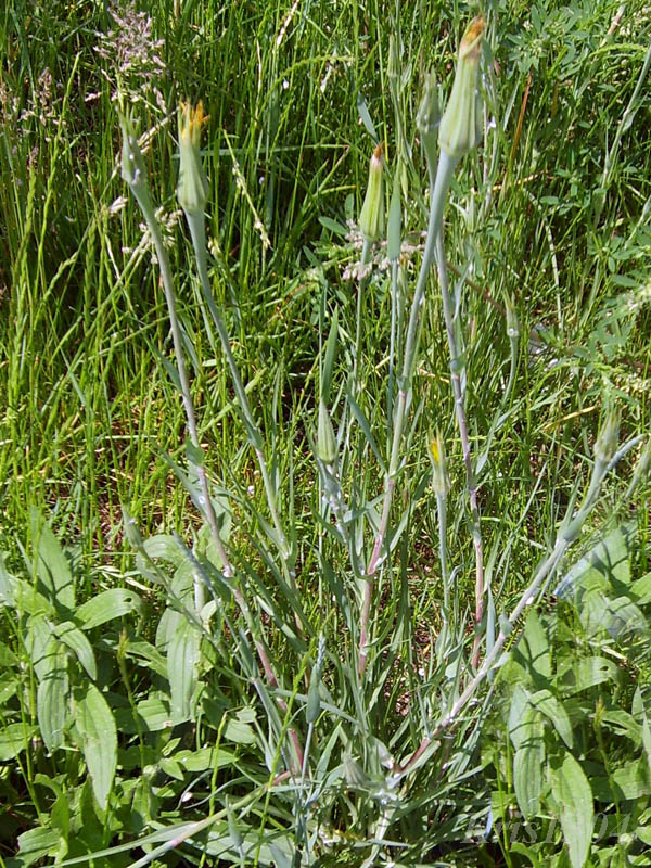(Tragopogon dubius)