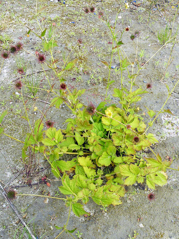 (Geum urbanum)