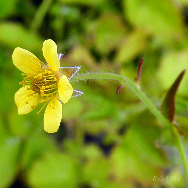 (Geum urbanum)
