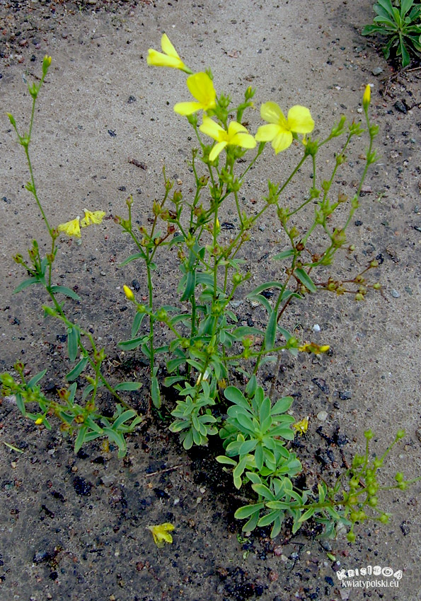 (Linum flavum)