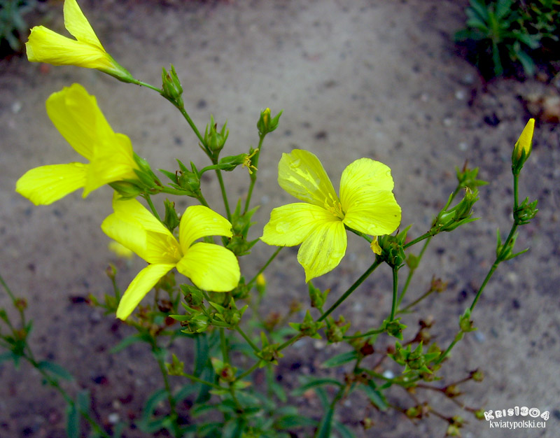 (Linum flavum)