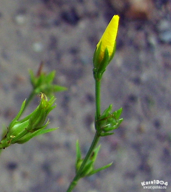 (Linum flavum)