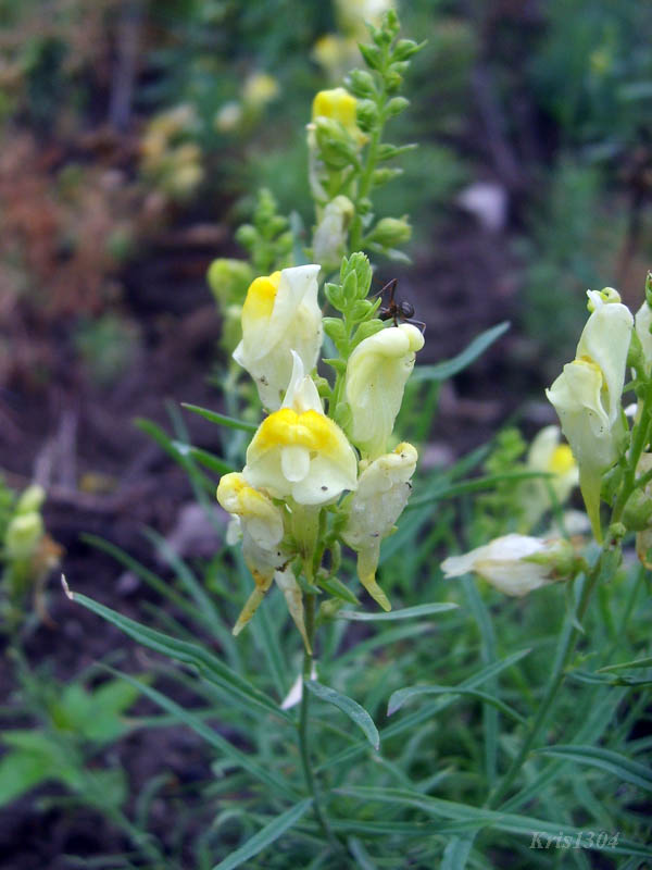(Linaria vulgaris)
