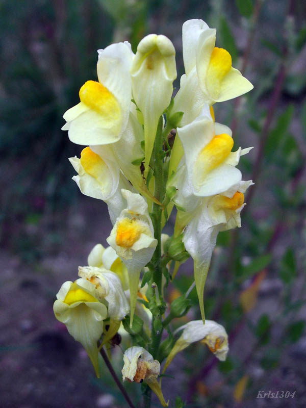(Linaria vulgaris)