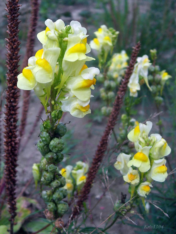 (Linaria vulgaris)