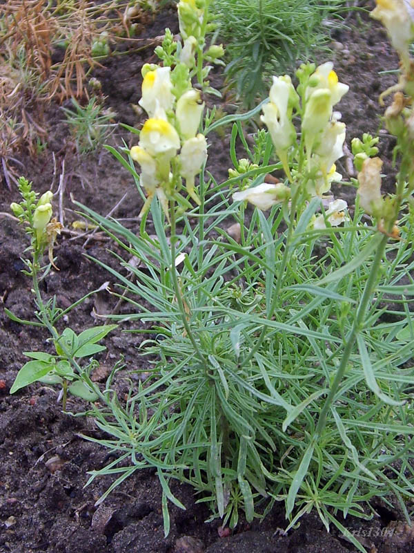 (Linaria vulgaris)