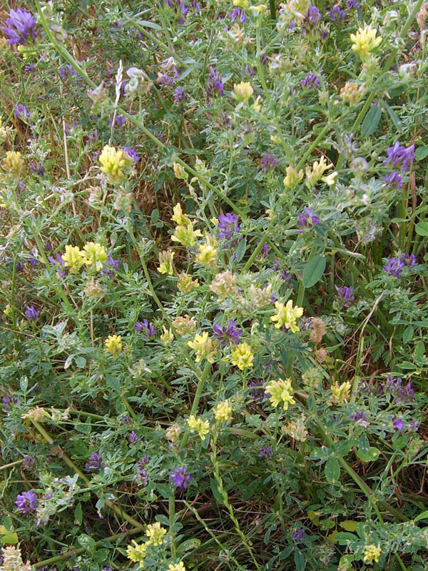 (Medicago xvaria)