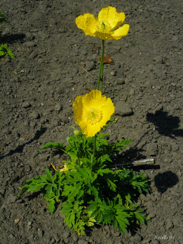(Papaver burseri)