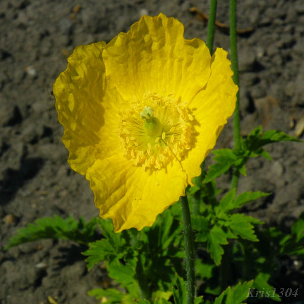 (Papaver burseri)