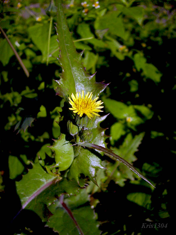 (Sonchus asper)