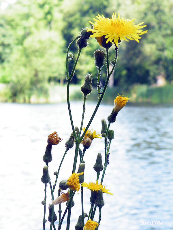 (Sonchus arvensis)