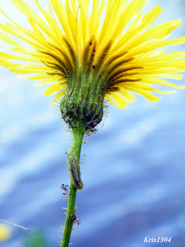 (Sonchus arvensis)