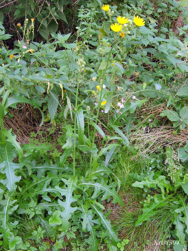(Sonchus arvensis)