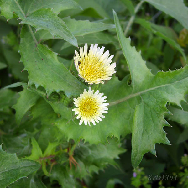 (Sonchus oleraceus)