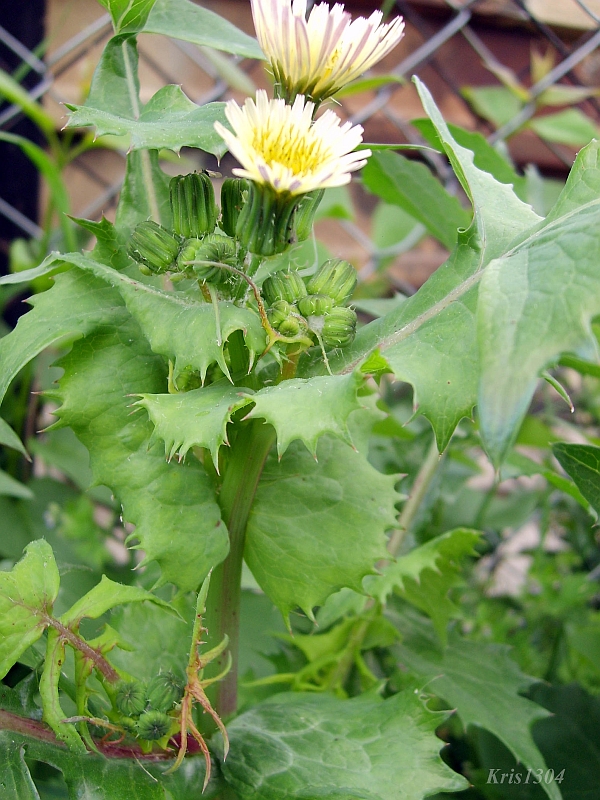 (Sonchus oleraceus)