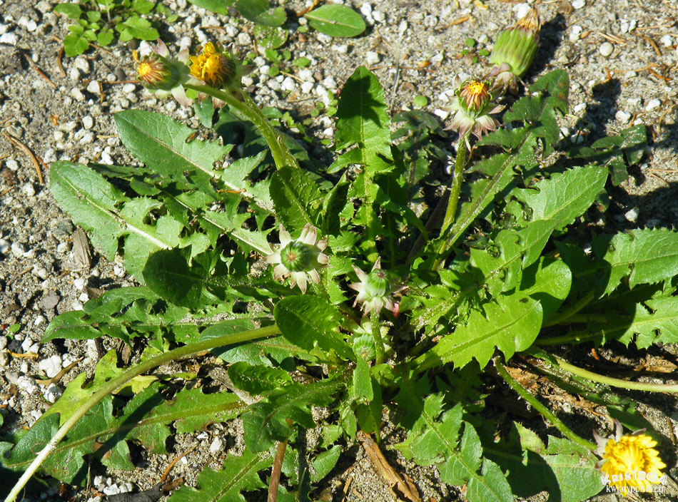 (Taraxacum officinale)