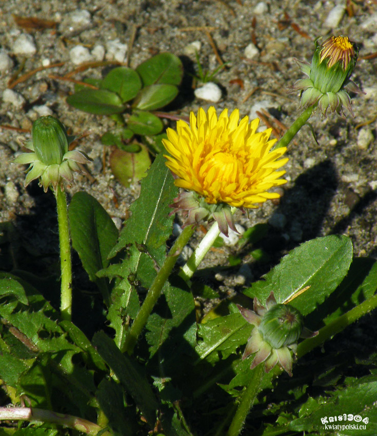(Taraxacum officinale)