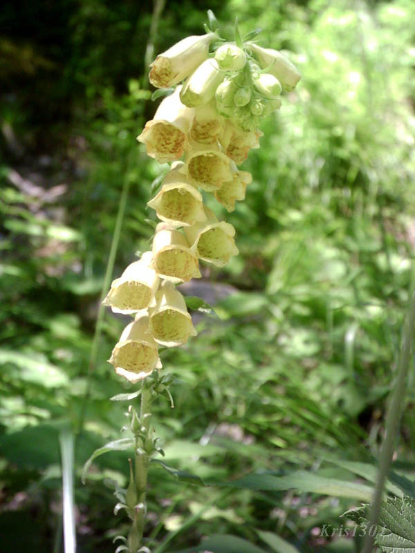 (Digitalis grandiflora)