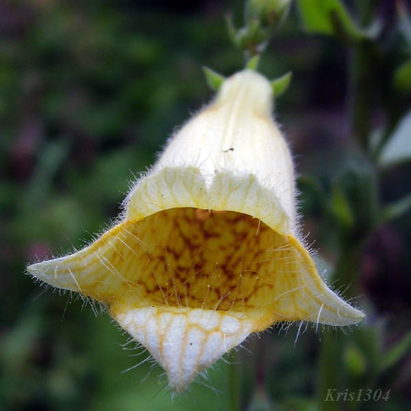 (Digitalis grandiflora)