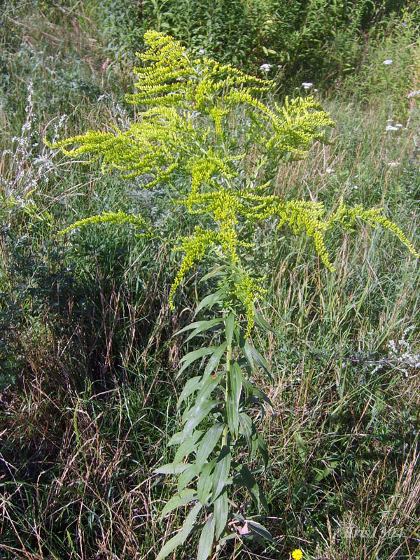 (Solidago canadensis)