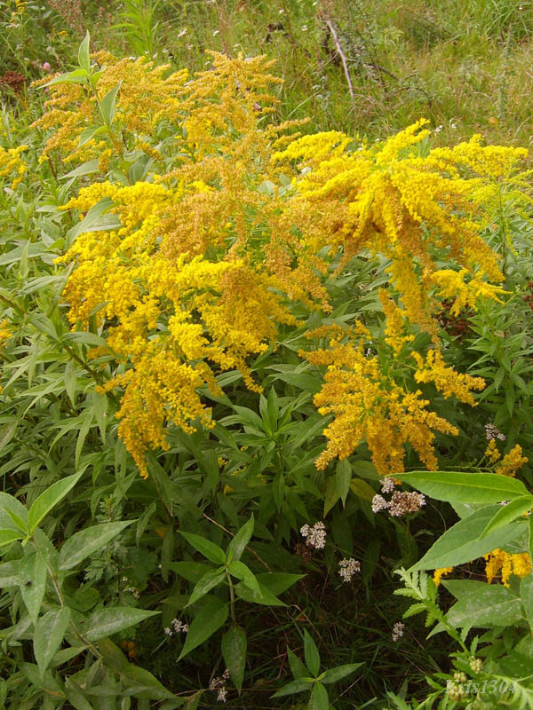 (Solidago canadensis)