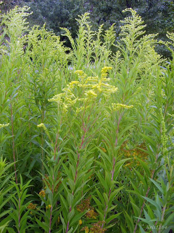 (Solidago gigantea)