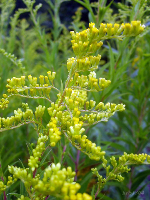 (Solidago gigantea)