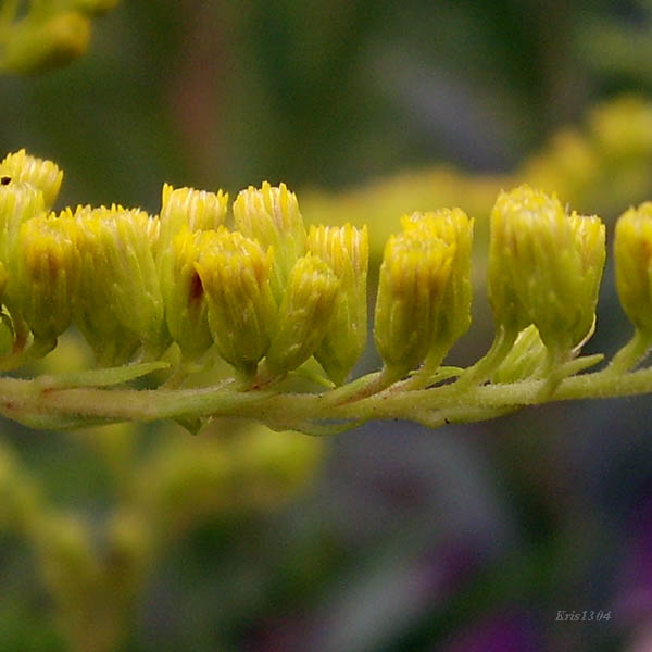 (Solidago gigantea)