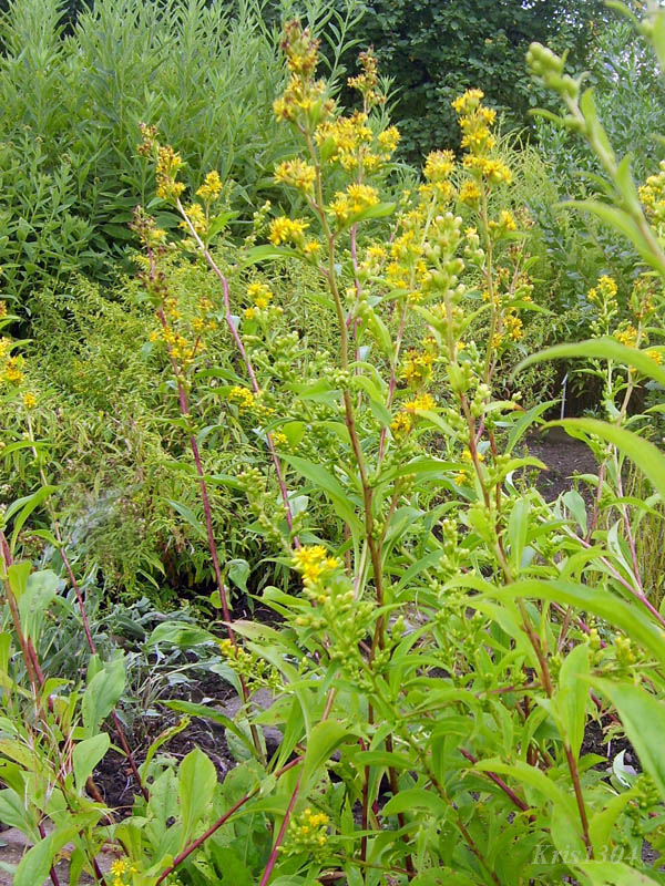 (Solidago virgaurea)