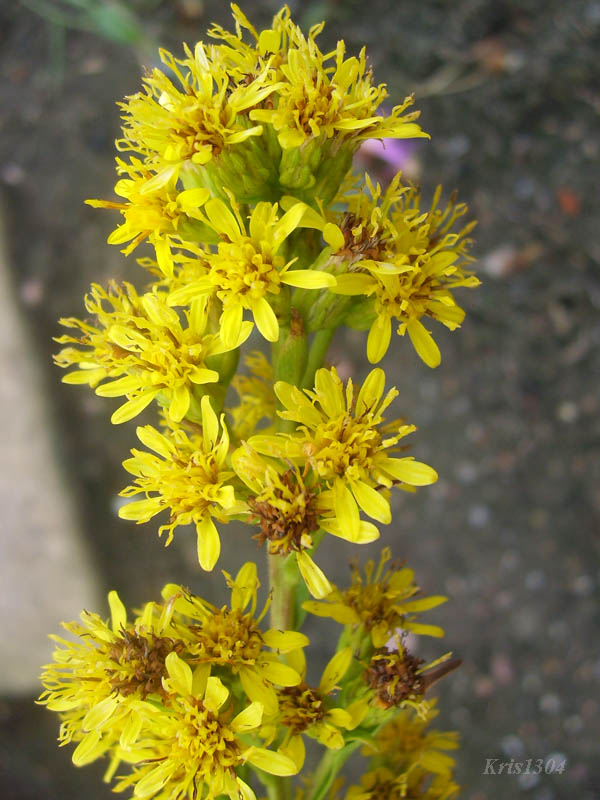 (Solidago virgaurea)