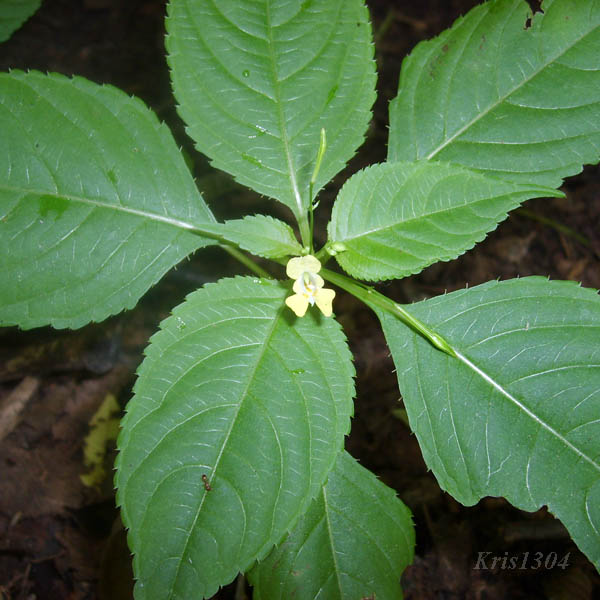 (Impatiens parviflora)