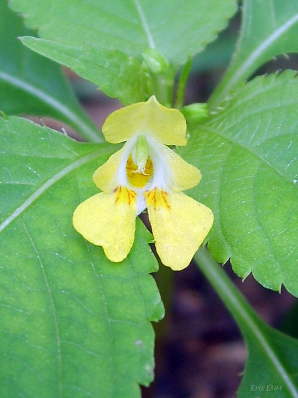 (Impatiens parviflora)