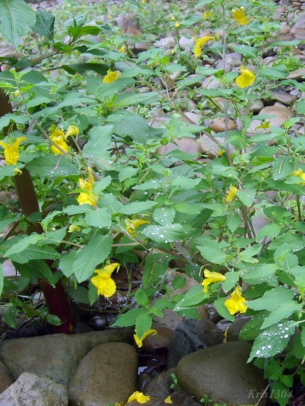 (Impatiens noli-tangere)