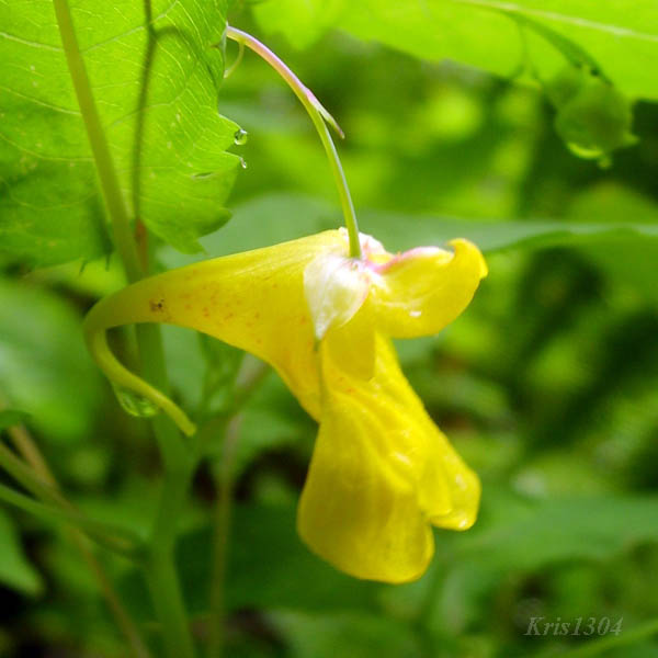 (Impatiens noli-tangere)
