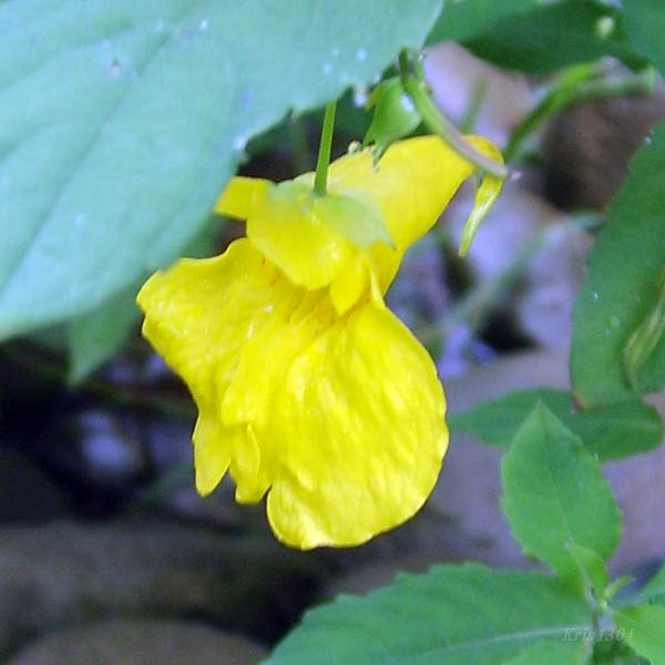 (Impatiens noli-tangere)