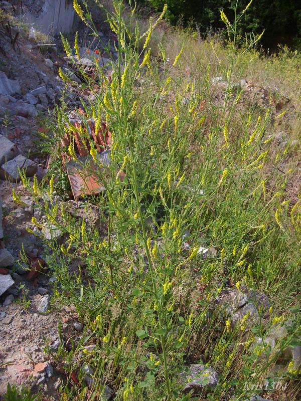(Melilotus officinalis)