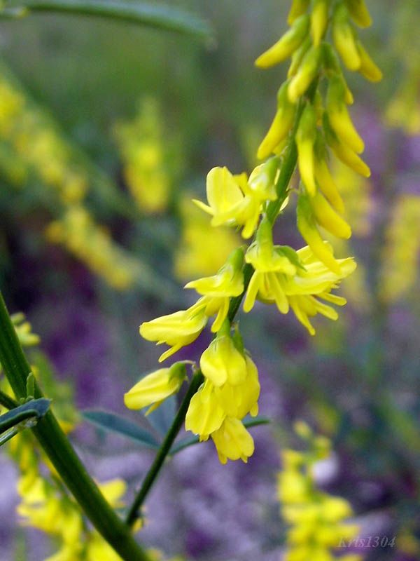 (Melilotus officinalis)