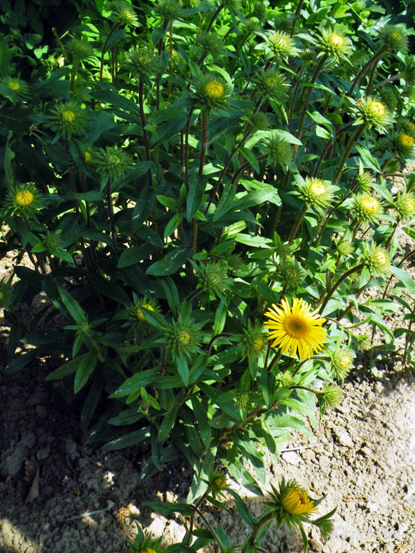 (Inula hirta)