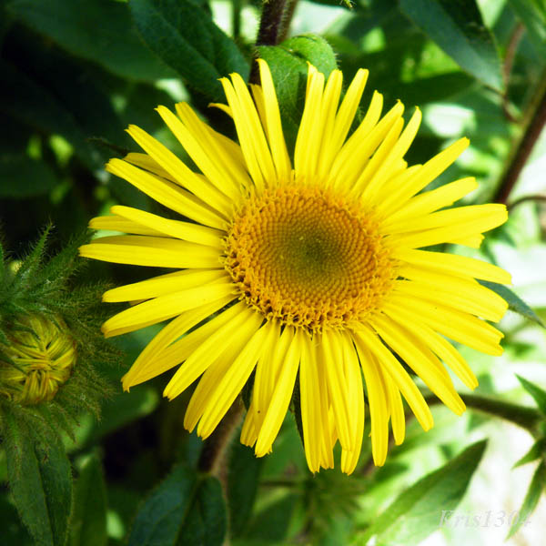 (Inula hirta)
