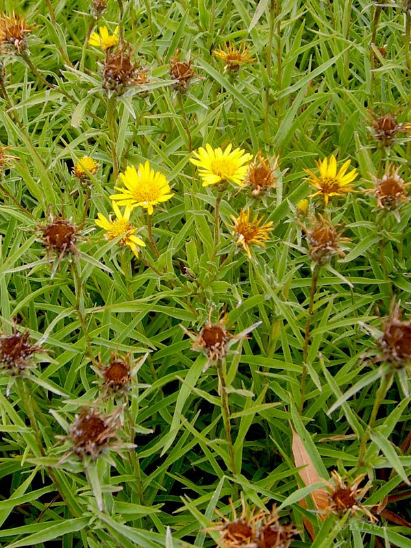 (Inula ensifolia)