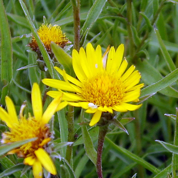 (Inula ensifolia)