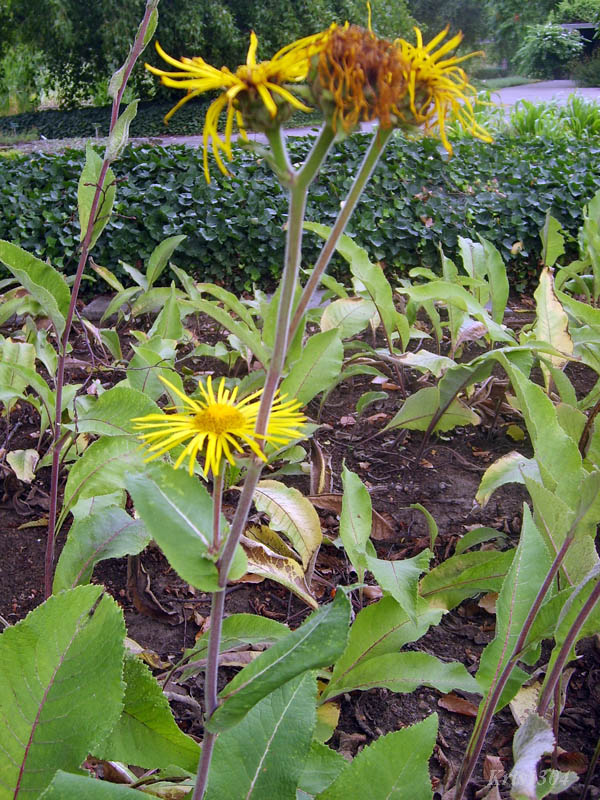 (Inula helenium)