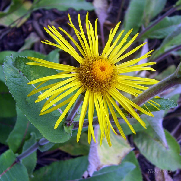 (Inula helenium)