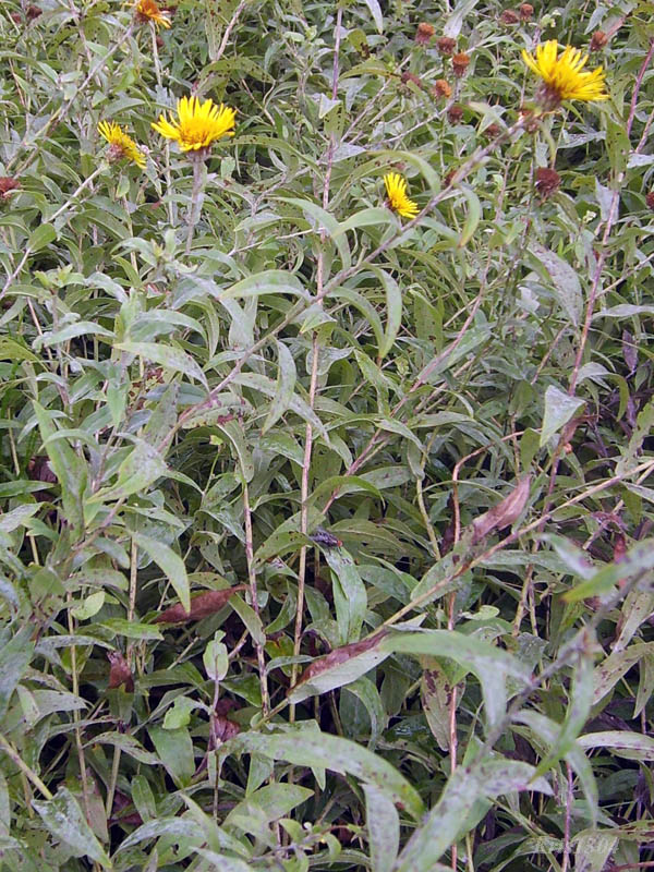 (Inula salicina)