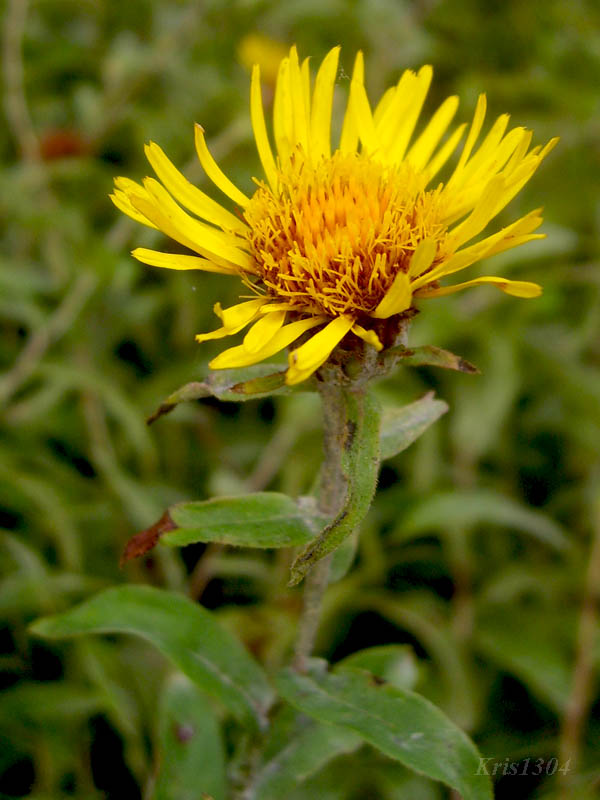 (Inula salicina)